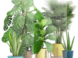 collection plants 3D 模型