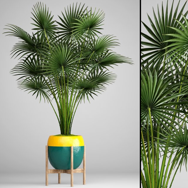 palm tree Modelo 3D .c4d .max .obj .3ds .fbx .stl .blend 