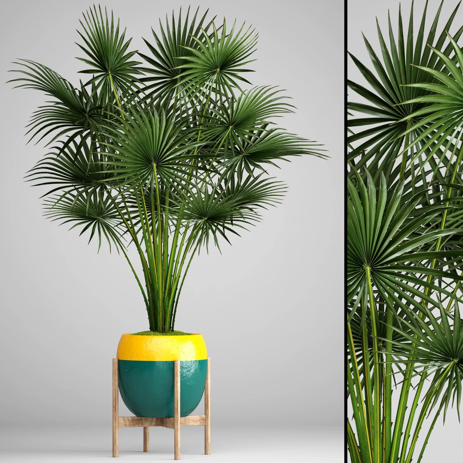 palm tree 3D Model .c4d .max .obj .3ds .fbx .stl .blend 