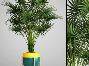 palm tree Model 3D