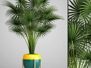 palm tree 3D Model