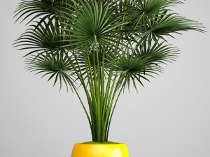 palm tree Modelo 3D