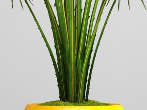 palm tree Modelo 3D