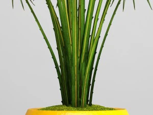 palm tree 3D Model