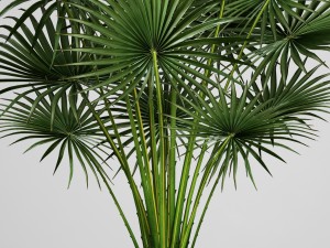 palm tree Modelo 3D