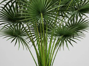 palm tree 3D Model