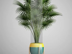 palm tree 3D Model
