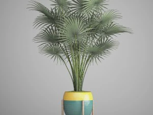 palm tree 3D Model