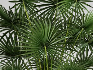 palm tree Modelo 3D