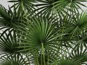 palm tree 3D Model