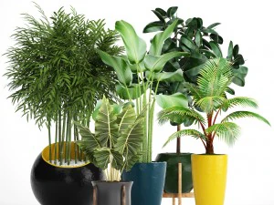 collection plants 3D Model