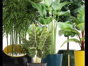 collection plants 3D Модель