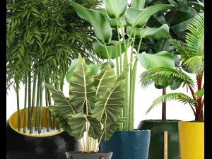 collection plants 3D Model