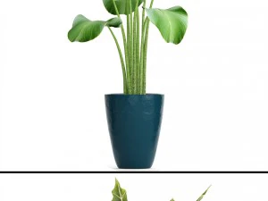 collection plants 3D Model