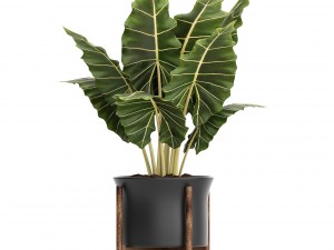 collection plants 3D Модель