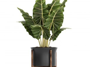 collection plants 3D Model