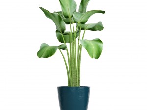 collection plants 3D Модель