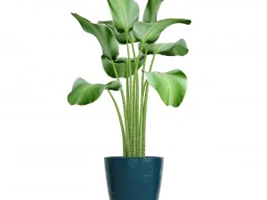 collection plants 3D Model