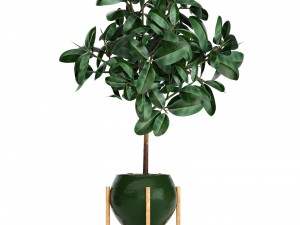 collection plants 3D Модель