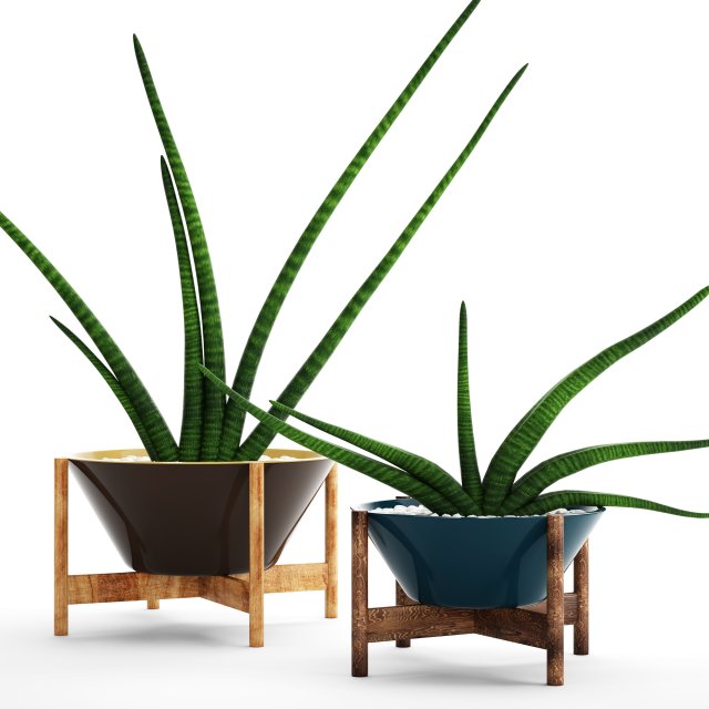 sansevieria cylindrica set 3D मॉडल .c4d .max .obj .3ds .fbx .stl .blend 