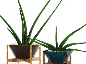 Sansevieria Cylindrica-Set 3D Modell