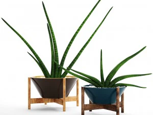 sansevieria cylindrica set 3D Model