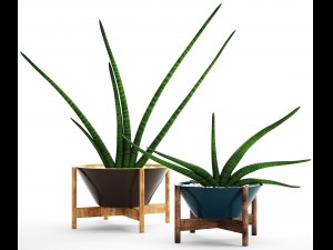 sansevieria cylindrica set 3D मॉडल