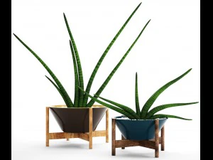 sansevieria cylindrica set 3D Model