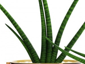sansevieria cylindrica set 3D मॉडल