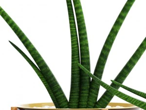 sansevieria cylindrica set 3D Model