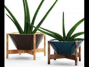 sansevieria cylindrica set 3D Model