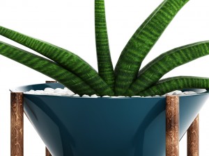 sansevieria cylindrica set 3D मॉडल