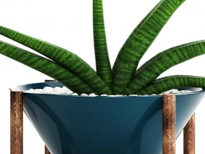 sansevieria cylindrica set 3D Model