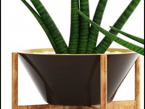 sansevieria cylindrica set 3D Model