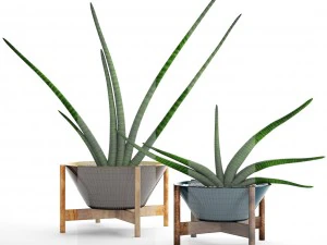 sansevieria cylindrica set 3D Model