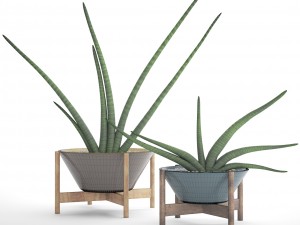 sansevieria cylindrica set 3D मॉडल
