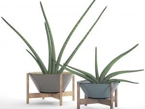 sansevieria cylindrica set 3D Model
