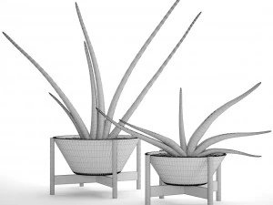 sansevieria cylindrica set 3D Model