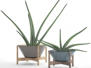 sansevieria cylindrica set 3D Model