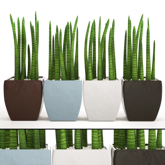 sansevieria cylindrica set 3D Model .c4d .max .obj .3ds .fbx .stl .blend 