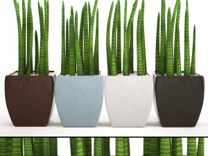 sansevieria cylindrica set 3D 모델