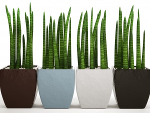 sansevieria cylindrica set 3D Model