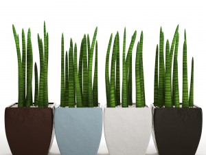 sansevieria cylindrica set 3D Model
