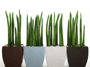 sansevieria cylindrica set 3D Model