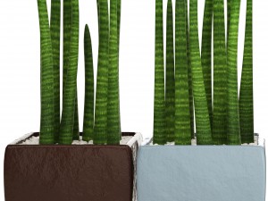 sansevieria cylindrica set 3D Model