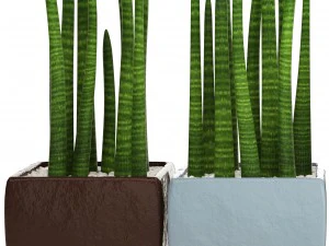 sansevieria cylindrica set 3D Model