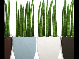 sansevieria cylindrica set 3D Model