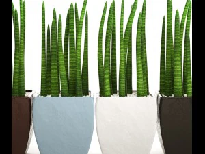 sansevieria cylindrica set 3D Model