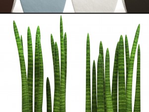 sansevieria cylindrica set 3D Model