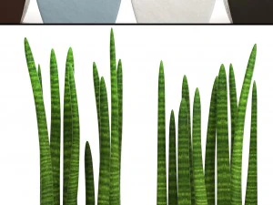 sansevieria cylindrica set 3D Model